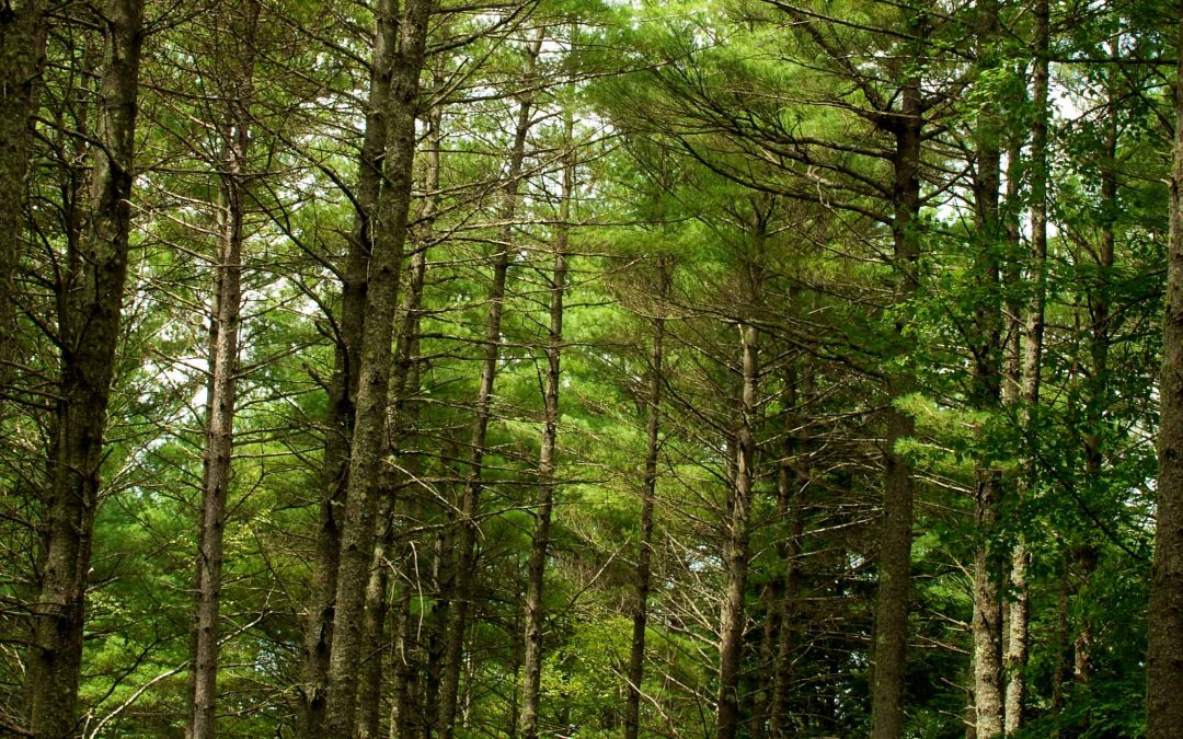 Are Forests Solving Climate Change?