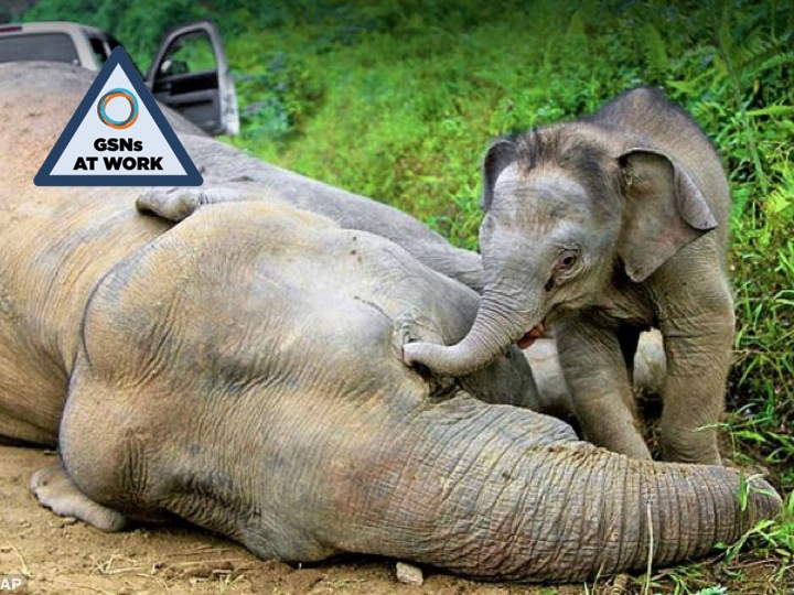 GSNs at Work—Avaaz: Elephants to Asylum, Oceans to Oak Flat