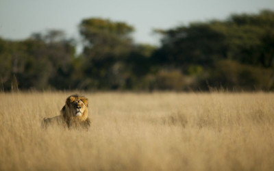 Cecil and the Plight of Lions