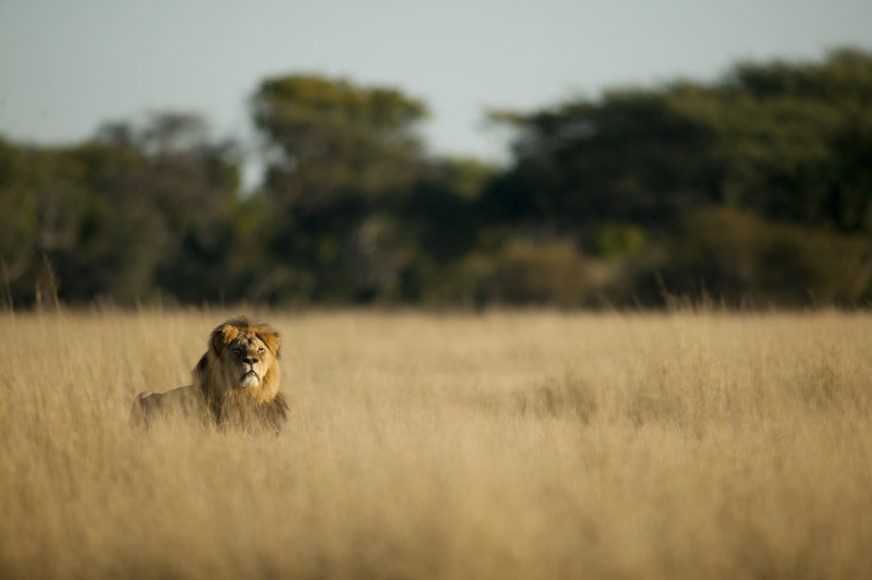Cecil and the Plight of Lions