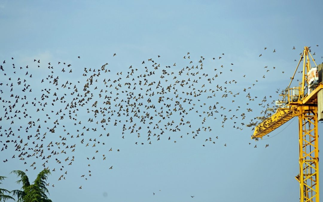 Flock of migrating birds around a construction crane.