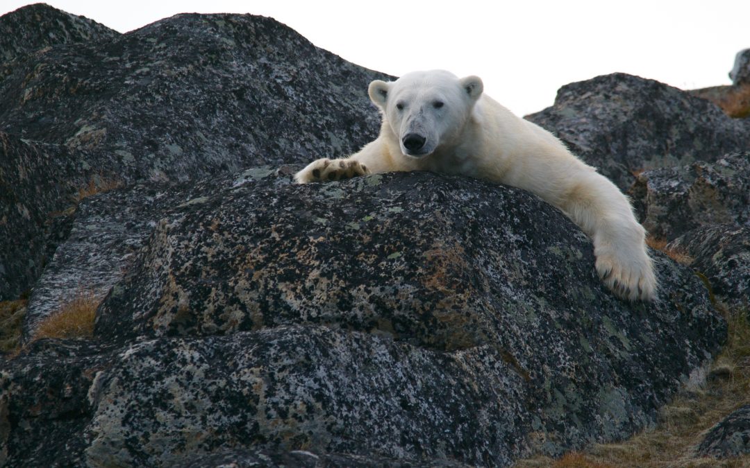 Photo of polar bear in peril from climate change on rocks.