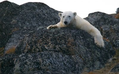 Polar Bear in Peril — Climate Change Effects Expand